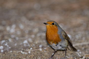 Robin (Erithacus rubecula superbus). The Nublo Rural Park. Tejeda. Gran Canaria. Canary Islands. Spain.