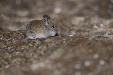 House mouse (Mus domesticus) eating. The Nublo Rural Park. Tejeda. Gran Canaria. Canary Islands. Spain.