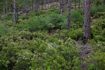 Forest of Canary Island pine (Pinus canariensis). Integral Natural Reserve of Inagua. Gran Canaria. Canary Islands. Spain.