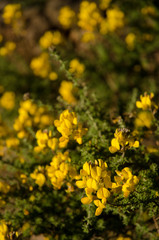 Canary Island flatpod (Adenocarpus foliolosus). Alsándara mountain. Integral Natural Reserve of Inagua. Tejeda. Gran Canaria. Canary Islands. Spain.