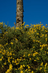 Fototapeta premium Canary Island pine (Pinus canariensis) and Canary Island flatpod (Adenocarpus foliolosus). Alsándara mountain. Integral Natural Reserve of Inagua. Tejeda. Gran Canaria. Canary Islands. Spain.