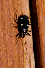 True bug (Noualhieria quadripunctata). Pajonales. Integral Natural Reserve of Inagua. Tejeda. Gran Canaria. Canary Islands. Spain.