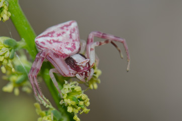 Crab spider (Thomisidae). Pajonales. Integral Natural Reserve of Inagua. Tejeda. Gran Canaria. Canary Islands. Spain.