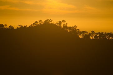 Forest of Canary Island pine (Pinus canariensis) at sunset. Integral Natural Reserve of Inagua. Tejeda. Gran Canaria. Canary Islands. Spain.