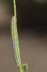 Caterpillar of a Canary Islands large white (Pieris cheiranthi). Pajonales. Integral Natural Reserve of Inagua. Tejeda. Gran Canaria. Canary Islands. Spain.