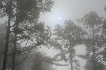Fototapeta na wymiar Sun in a fog. Alsándara mountain. Integral Natural Reserve of Inagua. Tejeda. Gran Canaria. Canary Islands. Spain.
