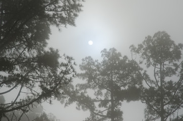 Sun in a fog. Alsándara mountain. Integral Natural Reserve of Inagua. Tejeda. Gran Canaria. Canary Islands. Spain.