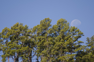 Forest of Canary Island pine (Pinus canariensis) and moon. Integral Natural Reserve of Inagua. Gran Canaria. Canary Islands. Spain.