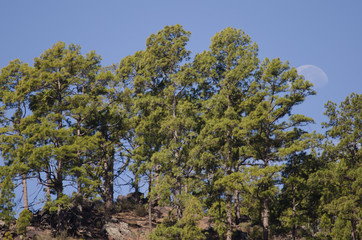 Fototapeta na wymiar Forest of Canary Island pine (Pinus canariensis) and moon. Integral Natural Reserve of Inagua. Gran Canaria. Canary Islands. Spain.