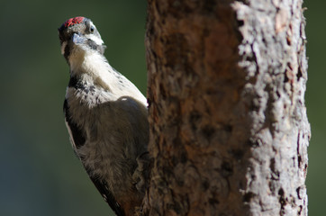 Great spotted woodpecker (Dendrocopos major thanneri). Young. Alsándara mountain. Integral Natural Reserve of Inagua. Gran Canaria. Canary Islands. Spain.