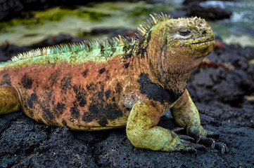 Iguane marin des Galapagos sur l'île de Floreana, Équateur