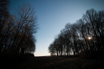 Zartes Sonnenlicht durchdringt eine Waldschneise am Spätnachmittag im Winter