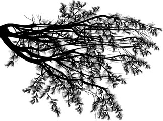 black pine lush branch with long needles isolated on white