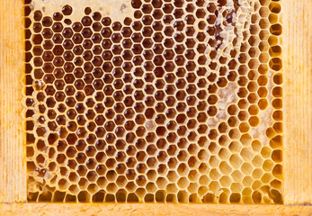 Studio close up shot of organic honey comb - well-being and healthy eating concept