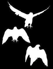 three hawk silhouettes on black