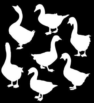 set of seven goose silhouettes isolated on black