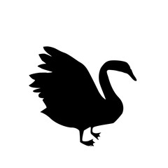 Black Swan silhouette