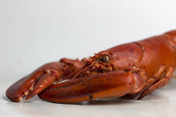 Lobster on white background