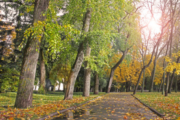 Trees in the park in autumn. Autumn urban landscape. Alley in a city park.