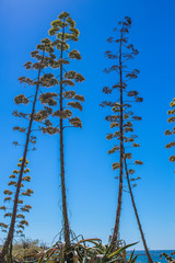 Blooming agave on a background of sky and ocean