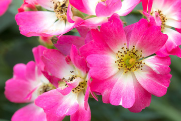 Fototapeta na wymiar Pink fresh beautiful rose in the garden in the morning time