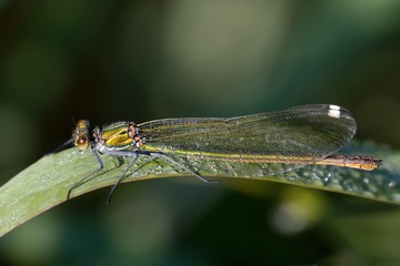 Damigella posata su foglia