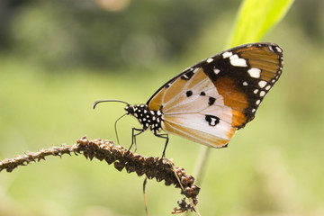 Fototapeta na wymiar Feeding butterfly on a perch