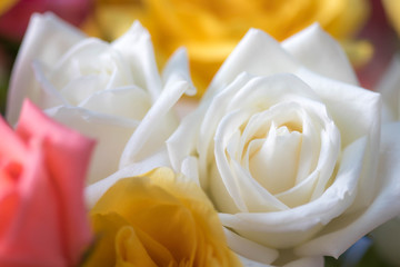 Beautiful white rose and petal of yellow rose in background , macro with soft focus