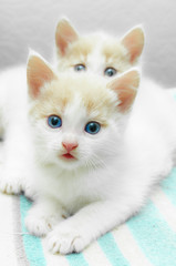 little kittens fur white with red