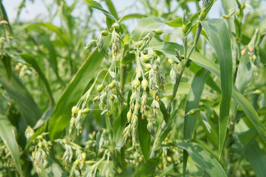 はとむぎ」の写真素材 | 7,145件の無料イラスト画像 | Adobe Stock