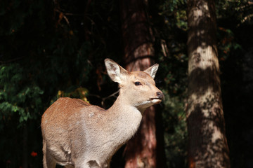 Deer standing at the park in Nara, Japan. The park is home to hundreds of freely roaming deer.