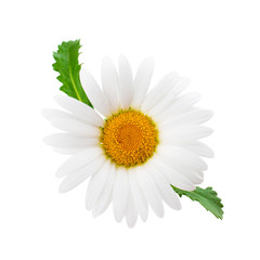 Single chamomile or daisy with leaves isolated on white background