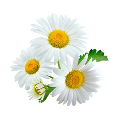 Fototapeta premium Three chamomile or daisies with leaves isolated on white background