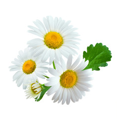 Fototapeta premium Three chamomile or daisies with leaves isolated on white background