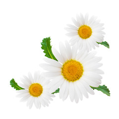 Daisy composition isolated on white background as package design element - obrazy, fototapety, plakaty