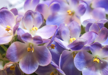 Naklejka na ściany i meble Beautiful variety of violets. Close-up. Floral background. 
