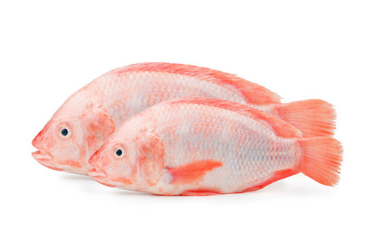 Two raw red tilapia fishes with shadow isolated on white background
