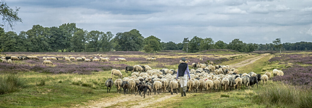 Shepherd at Balloo