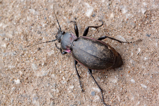 Small predatory ground beetle crawling on the ground. Animals in wildlife.  Stock Photo | Adobe Stock