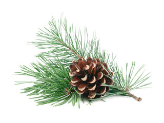 Pine tree branches with cones isolated on white background. Winter holidays decoration. Evergreen...