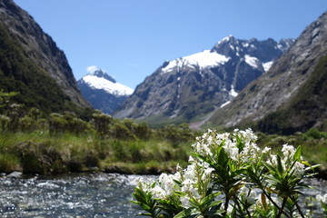 ニュージーランド、ミルフォードロード、山とマウンテンヒービーの花