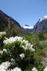 ニュージーランド、ミルフォードロード、マウンテンヒービーの花と山