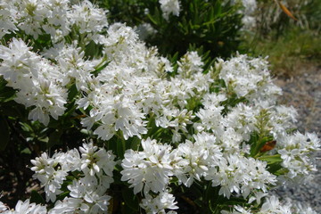 マウンテンヒービーの白い花