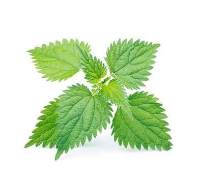 Nettle isolated on white background