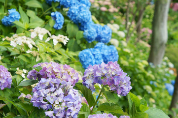 紫陽花