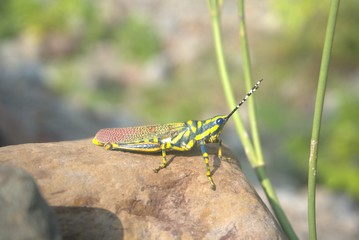 Insect