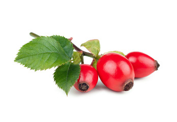 Rose-hips with leaves isolated on white background
