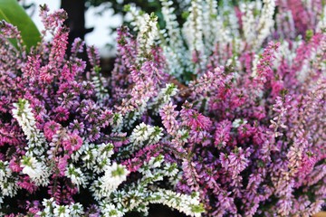 Nahaufnahme: Blühende Schneeheide (erica carnea)