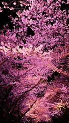 Abwaschbare Fototapete Kirschblüte Beleuchtete Nachtkirschblüten