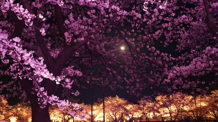 ライトアップされた夜桜と満月